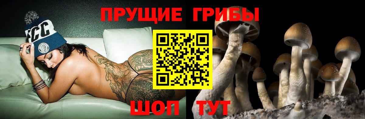 Псилоцибиновые грибы Psilocybine cubensis  Копейск 